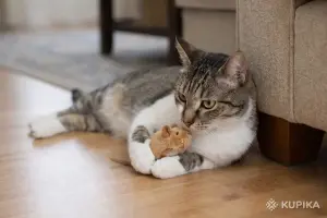 Умный и добрый кот Ромка в дар