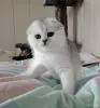 Кошки - Шотландская кошечка, котенок. - Вся Беларусь Шотландская кошечка, котенок. - Вся Беларусь - 262570 - Доска объявлений Kupika.by