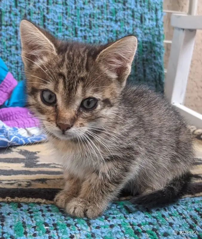 Кошки - котенок - Вся Беларусь котенок - Вся Беларусь - 261357 - Доска объявлений Kupika.by