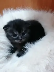 Котята шотландские