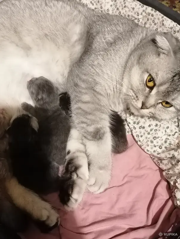 Кошки - Котята шотландские - Вся Беларусь - Фото 3 Котята шотландские - Вся Беларусь - 262656 - Доска объявлений Kupika.by - Фото 3