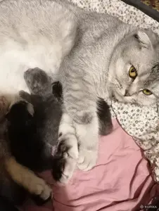 Котята шотландские