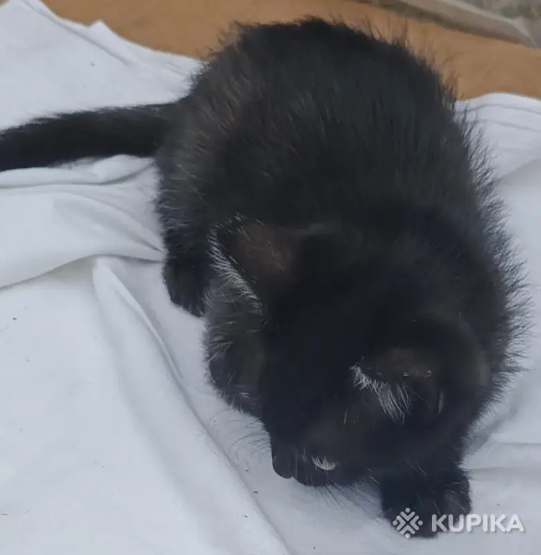 Кошки - Счастье в дом. котенок - Вся Беларусь - Фото 6 Счастье в дом. котенок - Вся Беларусь - 261307 - Доска объявлений Kupika.by - Фото 6