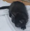 Кошки - Счастье в дом. котенок - Вся Беларусь - Фото 6 Счастье в дом. котенок - Вся Беларусь - 261307 - Доска объявлений Kupika.by - Фото 6