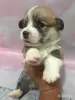 Собаки - Щенки вельш-корги-пемброк - Вся Беларусь - Фото 2 Щенки вельш-корги-пемброк - Вся Беларусь - 263027 - Доска объявлений Kupika.by - Фото 2