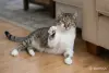 Умный и добрый кот Ромка в дар - Вся Беларусь - 263243 - Доска объявлений Kupika.by - Фото 8