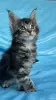 Кошки - Мейн-кун котята - Вся Беларусь - Фото 10 Мейн-кун котята - Вся Беларусь - 262554 - Доска объявлений Kupika.by - Фото 10