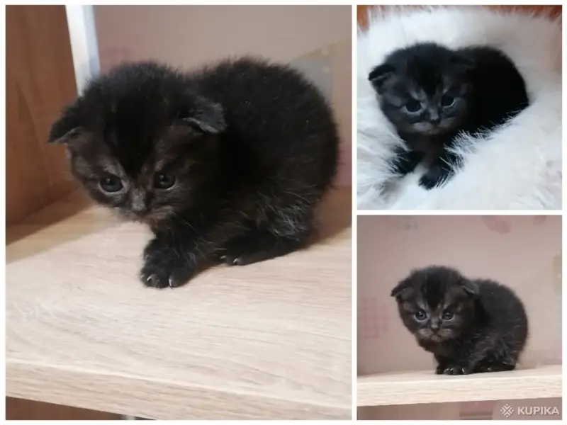 Кошки - Котята шотландские - Вся Беларусь - Фото 3 Котята шотландские - Вся Беларусь - 261537 - Доска объявлений Kupika.by - Фото 3
