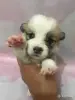 Собаки - Щенки вельш-корги-пемброк - Вся Беларусь Щенки вельш-корги-пемброк - Вся Беларусь - 263027 - Доска объявлений Kupika.by