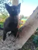 Милые Котята мальчики ищут свой дом. - Вся Беларусь - 263265 - Доска объявлений Kupika.by - Фото 5