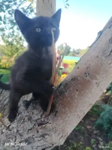 Милые Котята мальчики ищут свой дом.