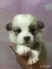 Собаки - Щенки вельш-корги-пемброк - Вся Беларусь - Фото 3 Щенки вельш-корги-пемброк - Вся Беларусь - 263027 - Доска объявлений Kupika.by - Фото 3