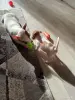 Щенки Джек-рассел-терьера - Вся Беларусь - 261620 - Доска объявлений Kupika.by - Фото 7