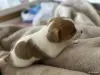 Щенки Джек Рассел терьер - Вся Беларусь - 262210 - Доска объявлений Kupika.by - Фото 5