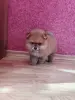 Собаки - Девочка померанский шпиц - Вся Беларусь - Фото 3 Девочка померанский шпиц - Вся Беларусь - 262510 - Доска объявлений Kupika.by - Фото 3