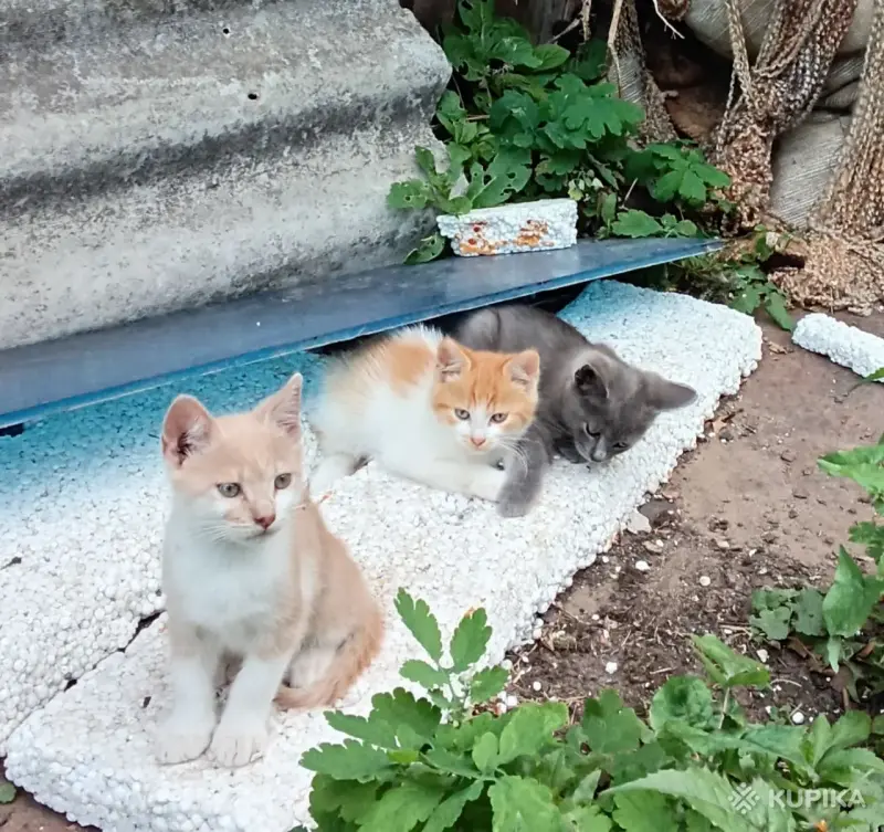 Кошки - 4 чудесных котенка - Вся Беларусь - Фото 3 4 чудесных котенка - Вся Беларусь - 263387 - Доска объявлений Kupika.by - Фото 3