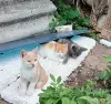 Кошки - 4 чудесных котенка - Вся Беларусь - Фото 3 4 чудесных котенка - Вся Беларусь - 263387 - Доска объявлений Kupika.by - Фото 3