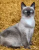 Майли-кошка привита, кастрирована. - Вся Беларусь - 260874 - Доска объявлений Kupika.by - Фото 3
