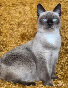 Майли-кошка привита, кастрирована.