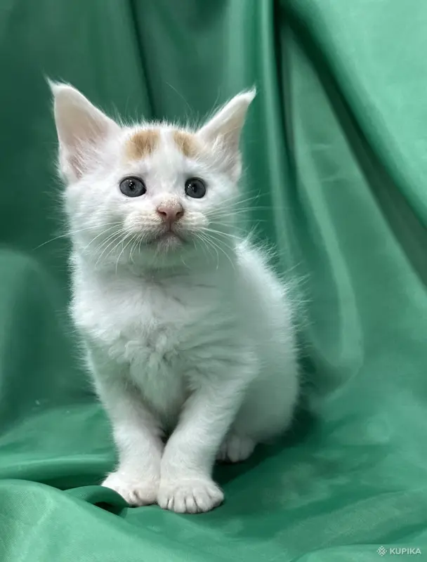 Кошки - Мейн-куны котята - Вся Беларусь - Фото 9 Мейн-куны котята - Вся Беларусь - 262506 - Доска объявлений Kupika.by - Фото 9