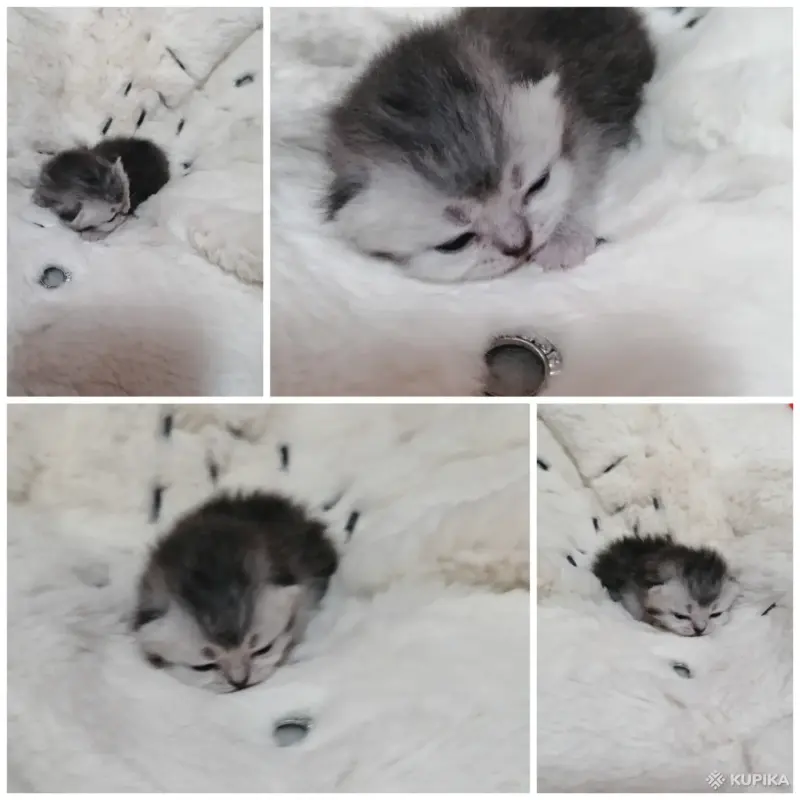 Котята шотландские вислоухие - Вся Беларусь - 263633 - Доска объявлений Kupika.by - Фото 7