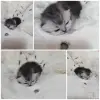 Котята шотландские вислоухие - Вся Беларусь - 263633 - Доска объявлений Kupika.by - Фото 7