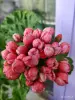 Тюльпановидная герань, - укоренённый черенок - Вся Беларусь - 260886 - Доска объявлений Kupika.by - Фото 7