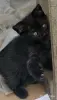 Кошки - Счастье в дом. котенок - Вся Беларусь - Фото 2 Счастье в дом. котенок - Вся Беларусь - 261307 - Доска объявлений Kupika.by - Фото 2