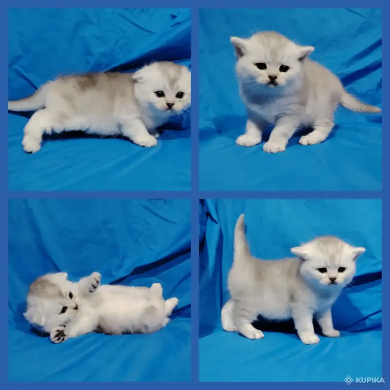 Кошки - Шотландские котята. - Вся Беларусь - Фото 2 Шотландские котята. - Вся Беларусь - 260900 - Доска объявлений Kupika.by - Фото 2