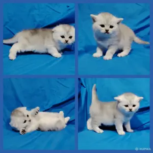 Шотландские котята.