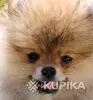 Собаки - Померанский шпиц - Вся Беларусь Померанский шпиц - Вся Беларусь - 261132 - Доска объявлений Kupika.by