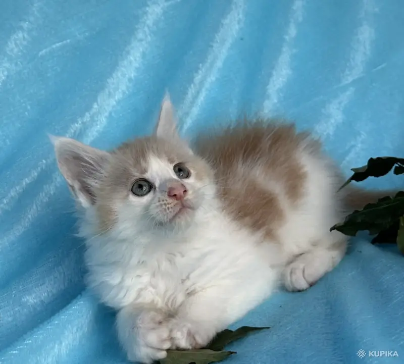 Кошки - Мейн-кун котята - Вся Беларусь - Фото 4 Мейн-кун котята - Вся Беларусь - 262554 - Доска объявлений Kupika.by - Фото 4