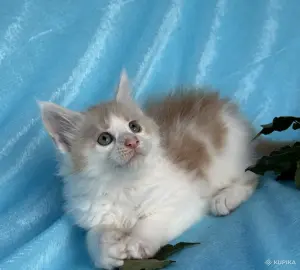 Мейн-кун котята