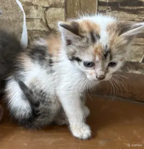 Котята