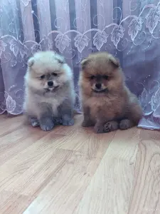 Щенки померанский шпиц