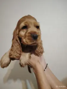 Английский кокер спаниель