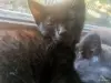 Кошки - Котята в дар - Вся Беларусь Котята в дар - Вся Беларусь - 263628 - Доска объявлений Kupika.by