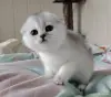 Кошки - Шотландская кошечка, котенок. - Вся Беларусь - Фото 3 Шотландская кошечка, котенок. - Вся Беларусь - 262570 - Доска объявлений Kupika.by - Фото 3