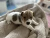 Щенки Джек Рассел терьер - Вся Беларусь - 262210 - Доска объявлений Kupika.by - Фото 3