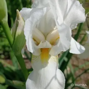 Ирис бородатый