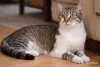 Умный и добрый кот Ромка в дар - Вся Беларусь - 263243 - Доска объявлений Kupika.by - Фото 6