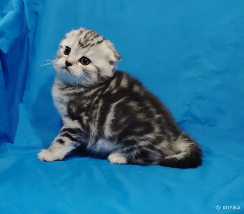 Котята мраморята, шотландские.