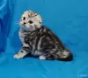 Котята мраморята, шотландские. - Вся Беларусь - 263598 - Доска объявлений Kupika.by