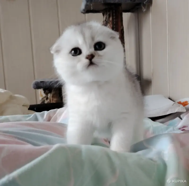 Кошки - Шотландская кошечка, котенок. - Вся Беларусь - Фото 4 Шотландская кошечка, котенок. - Вся Беларусь - 262570 - Доска объявлений Kupika.by - Фото 4