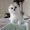 Кошки - Шотландская кошечка, котенок. - Вся Беларусь - Фото 4 Шотландская кошечка, котенок. - Вся Беларусь - 262570 - Доска объявлений Kupika.by - Фото 4