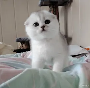 Шотландская кошечка, котенок.