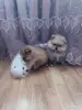 Собаки - Шпицы померанского шпица - Вся Беларусь - Фото 2 Шпицы померанского шпица - Вся Беларусь - 262151 - Доска объявлений Kupika.by - Фото 2