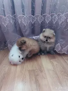 Шпицы померанского шпица