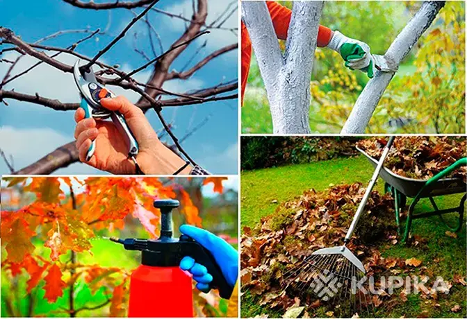 Обрезка деревьев - Вся Беларусь - 263392 - Доска объявлений Kupika.by - Фото 4