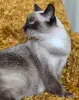 Майли-кошка привита, кастрирована. - Вся Беларусь - 260874 - Доска объявлений Kupika.by - Фото 2